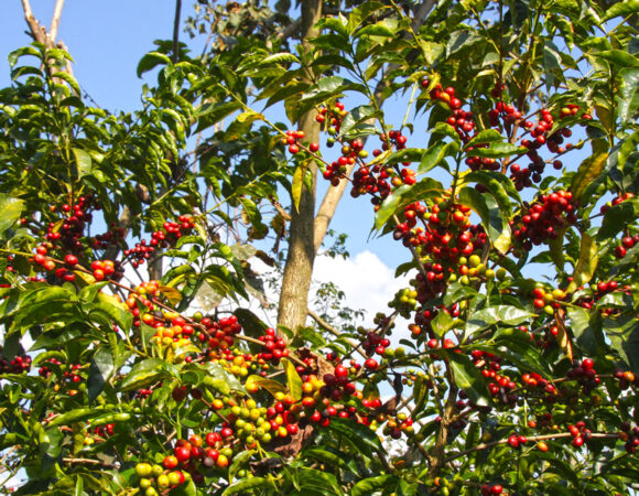 Wild Coffea arabica plants flourishing under natural forest canopy in Kaffa Biosphere