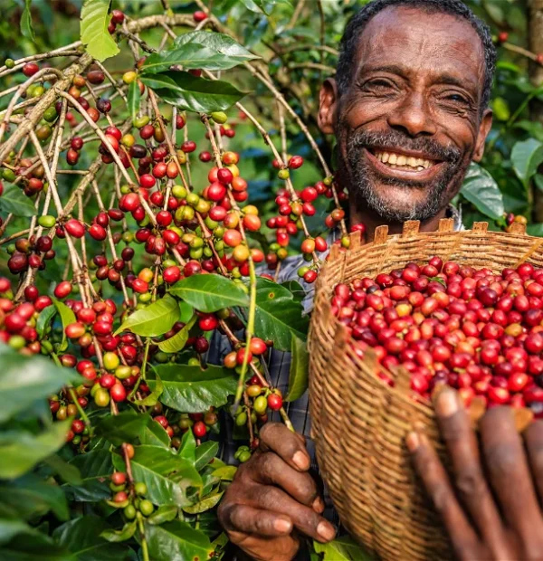 Highlands & Coffee Forests