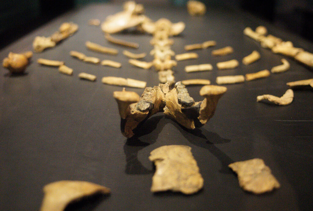 Fossil replica of early hominid Lucy (Dinkinesh) at the National Museum of Ethiopia in Addis Ababa