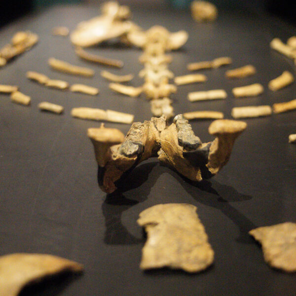 Fossil replica of early hominid Lucy (Dinkinesh) at the National Museum of Ethiopia in Addis Ababa