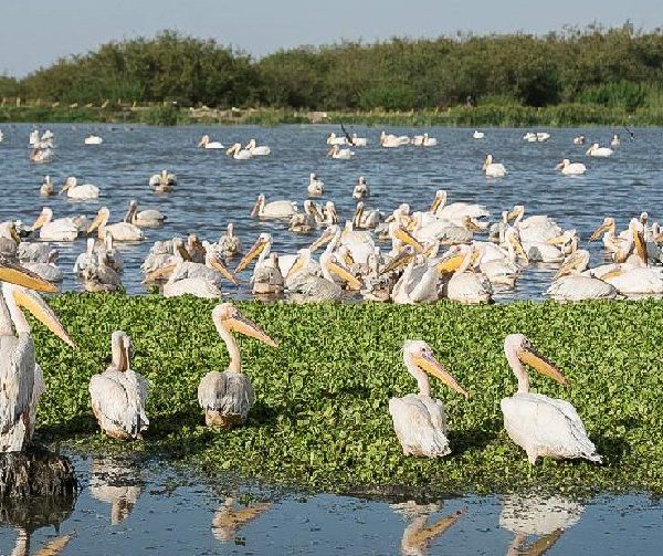 White pelicans and aquatic wildlife along the freshwater shores of Lake Ziway in the Great Rift Valley