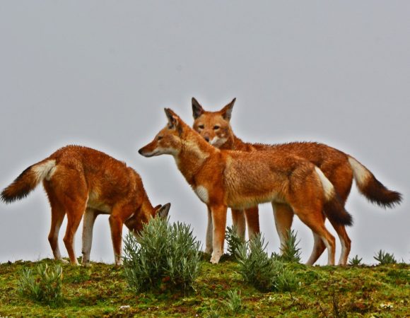 Bale Mountains Safari & Ethiopian Wolf Expedition 4 Days