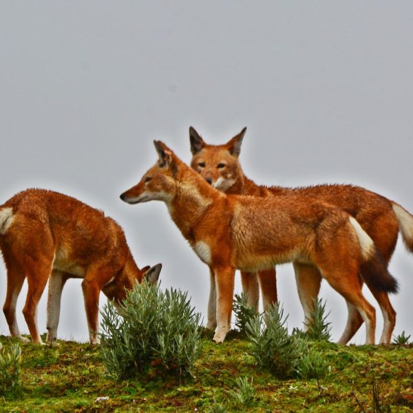 Rare endemic Ethiopian wolves on the alpine Sanetti Plateau in Bale Mountains National Park