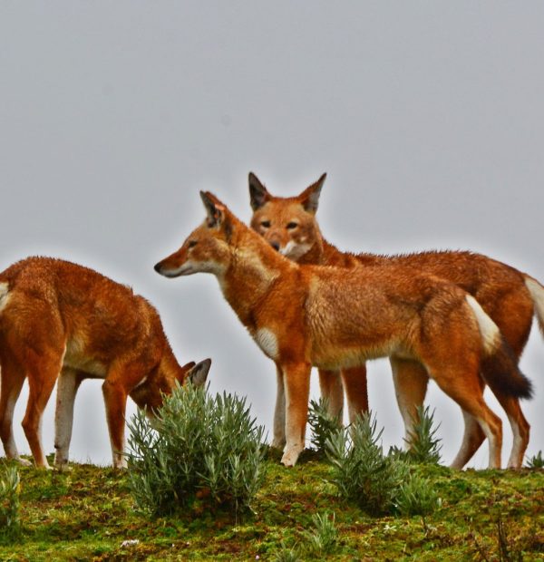 Bale Mountains Safari & Ethiopian Wolf Expedition 4 Days