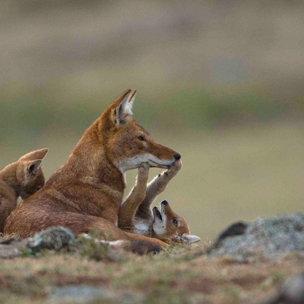 Ethiopian wolf with pups in the Bale Mountains