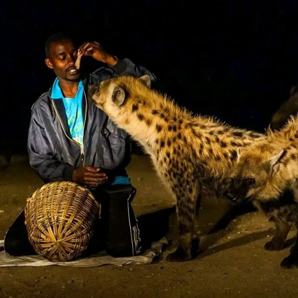 A hyena man feeding wild hyenas at night in Harar