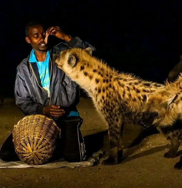 Harar Jugol Walled City & Eastern Heritage 3 Days
