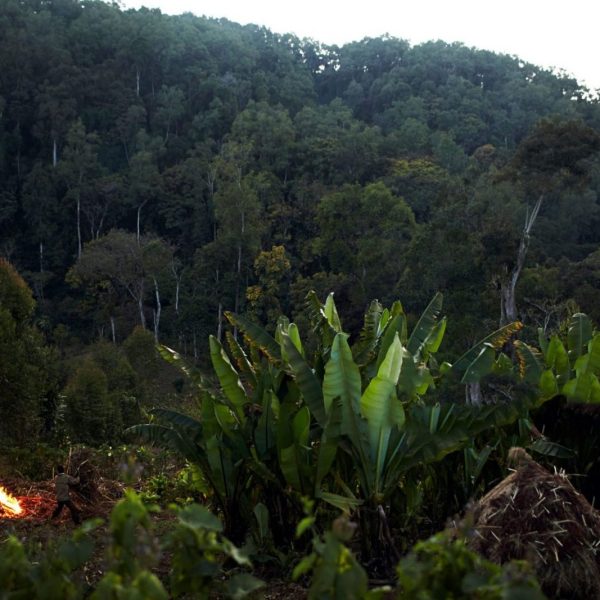 Dense montane forest in the Kafa Biosphere Reserve, home of wild coffee