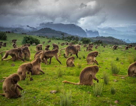 Historic North & Simien Mountains Grand Circuit 8 Days (Paused)