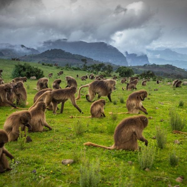 Troop of endemic Gelada monkeys grazing along the escarpment of Simien Mountains National Park