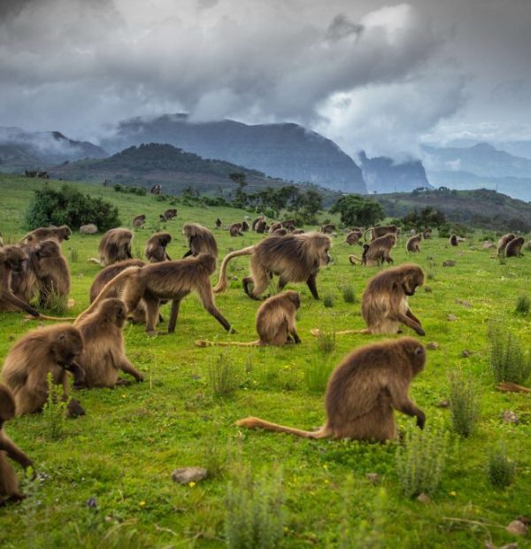 Simien Mountains